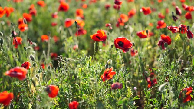 Poppies meadow spring: Red poppy flowers bloom in a green field during springtime for pollination.