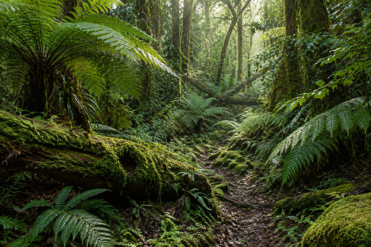 Uncivilized primeval forest floor with ferns and mossy logs