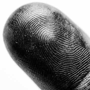 Fingerprint Detail on Human Fingertip