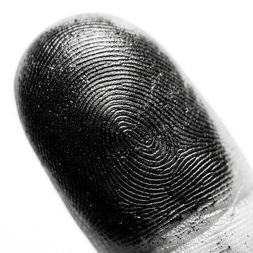 Fingerprint Detail on Human Fingertip