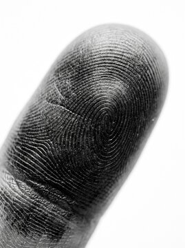 Fingerprint Detail on Human Fingertip