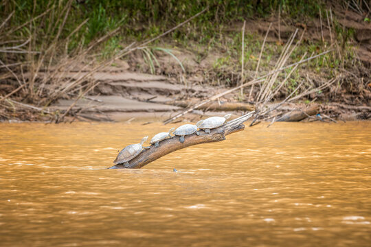 Amazon River Turtles Basking on a Fallen Log in Madre de Dios, Peru