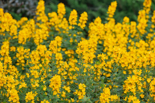 Vibrant yellow flowers blooming in a lush garden during spring season