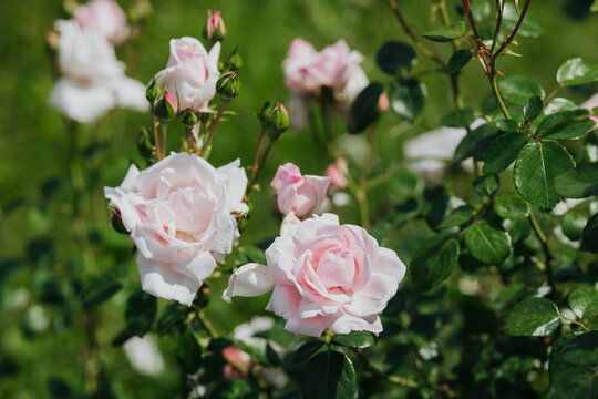 Beautiful pink roses blooming in a garden during sunny spring afternoon