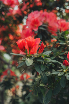 Bright pink Azalea Flowers in a Greenhouse