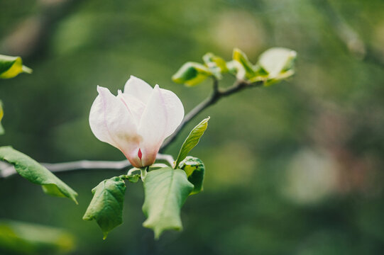 Delicate white flower blooming on a green branch in early spring season