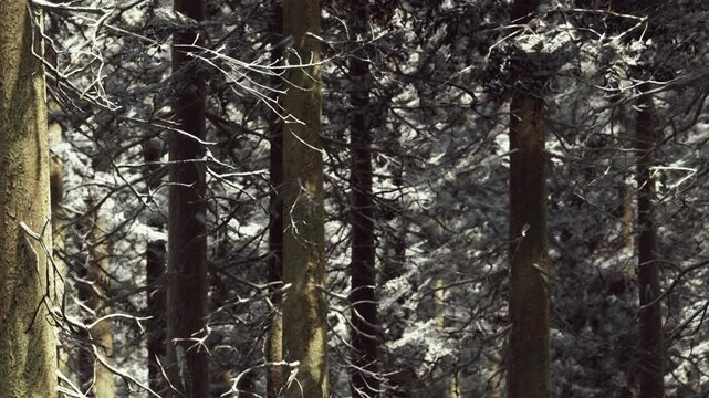 In a winter scene, snow blankets the ground and branches of tall trees in a dense forest. The cold light filters through the trees, creating a unique atmosphere in the quiet woods.
