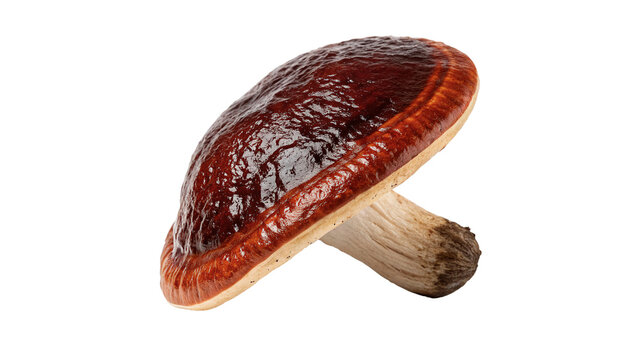 Single fresh raw edible forest mushroom organic cooking ingredient isolated on white background