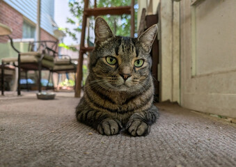 A close-up, ground-level portrait of a domestic tabby cat with striking green eyes resting on a carpeted floor. With its paws tucked underneath, the relaxed feline looks directly at the camera from a  © Martin