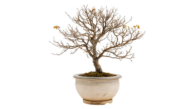 Potted miniature green bonsai tree houseplant growing in white pot isolated on white background