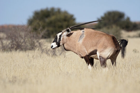 Oryx Antilope in der Kalahari
