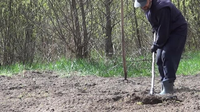 Man working with a rake on a plowed and cultivated field. Shaking soil from weeds with a pitchfork. Soil preparation for planting a vegetable garden