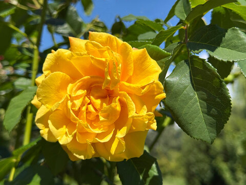 Rosa yellow rose flower in garden