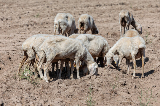 Group of sheep in a field without vegetation. Arribes del Duero Natural Park, Castile and Le&oacute;n, Spain.