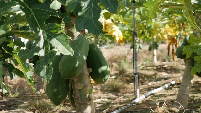 Unripe green papaya fruits growing on trees in a plantation with rows, dry grass, and irrigation system. Growth stage.