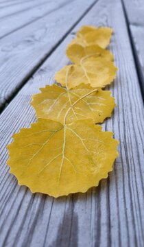 Autumn leaves of round shape, yellow color lie in a row on wooden boards, autumn season with poplar leaves 