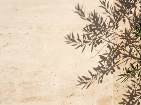 Mediterranean olive tree shadow on beige travertine wall, minimalist stone texture background, elegant organic floral silhouette