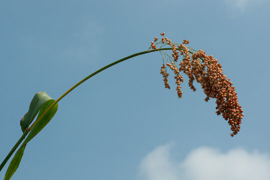 Ripe sorghum ear bending in blue sky background with copy space, agriculture harvest