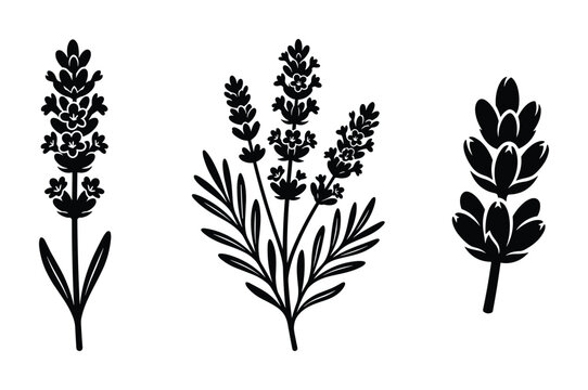 Lavender sprigs silhouette for aromatherapy and floral decoration.