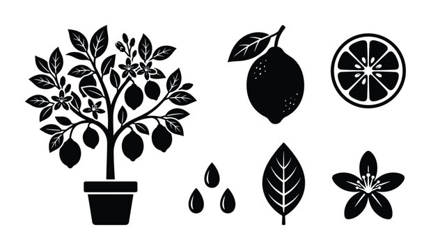 Lemon tree with fruits flowers and leaves isolated on transparent background.