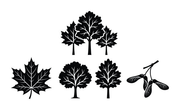 Collection of maple leaves and samaras isolated on transparent background.