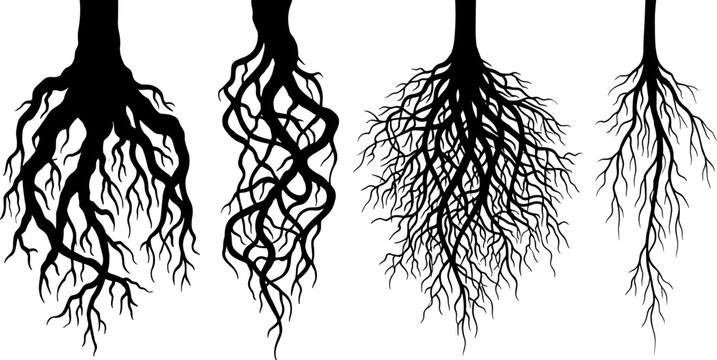 Four detailed black silhouettes of tree root systems