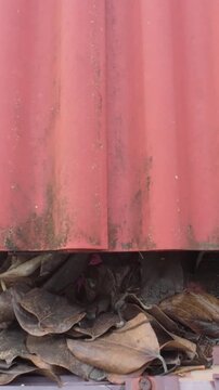 Clogged rain gutter, dirty roof gutter, with wet fallen leaves.