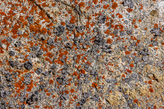 Close-Up of Textured Rock Surface with Lichen Patterns