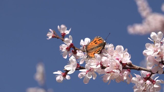 An orange butterfly with black spots sipping nectar on blooming pink cherry blossoms, with bees flying around under a windy, clear blue sky background. Beautiful dynamic nature footage capturing wildl