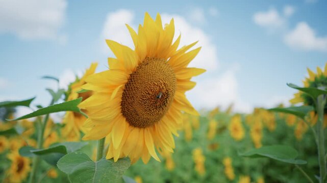 Close up of sunflowers swaying gently in field with bees visiting blooms. Sunflower petals and textured seed heads are visible set against green foliage under bright daylight skies. Soft