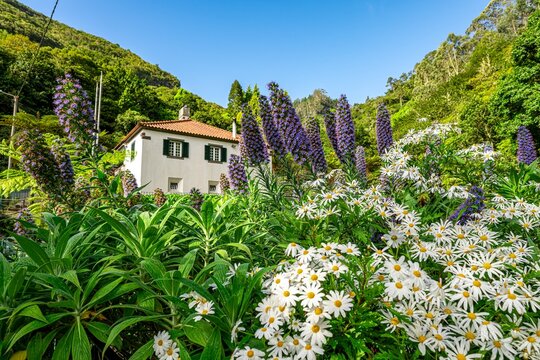 Posto Florestal do Ribeiro Frio in Madeira
