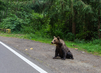 young wild brown bears (Ursus arctos) climbing on a stone roadside wall in a dense forest along the famous Transfagarasan mountain road in the Carpathian Mountains, Romania © Pawel 