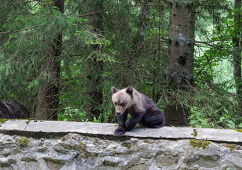 young wild brown bears (Ursus arctos) climbing on a stone roadside wall in a dense forest along the famous Transfagarasan mountain road in the Carpathian Mountains, Romania © Pawel 