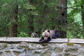 young wild brown bears (Ursus arctos) climbing on a stone roadside wall in a dense forest along the famous Transfagarasan mountain road in the Carpathian Mountains, Romania © Pawel 