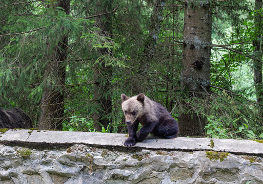 young wild brown bears (Ursus arctos) climbing on a stone roadside wall in a dense forest along the famous Transfagarasan mountain road in the Carpathian Mountains, Romania