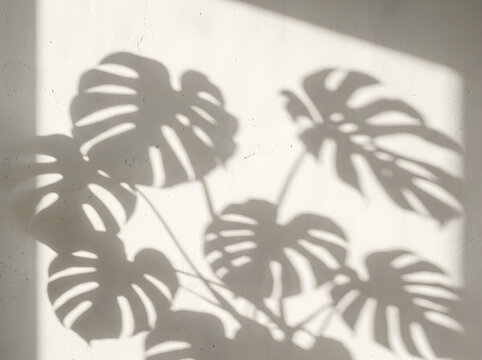 Minimalist monstera leaf shadow on white wall, tropical plant silhouette background, aesthetic floral shadow overlay for product mockup
