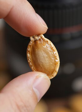 Captures Close Of Human Hand Holding To Seed Pod Thumb Index Finger Focus On Texture Details Oval Shape With Slightly Curved Edge