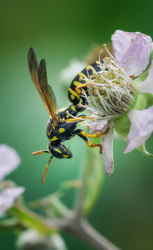 Feldwespe auf einer zarten Brombeerbl&uuml;te