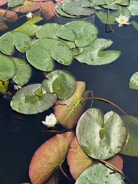 Blooming water lilies and lily pads on the surface of dark pond water on a sunny day