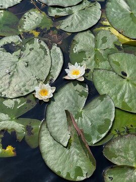 Blooming water lilies and lily pads on the surface of dark pond water on a sunny day