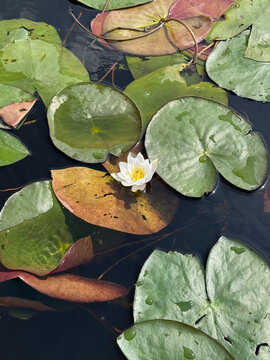 Blooming water lilies and lily pads on the surface of dark pond water on a sunny day