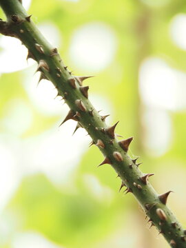 macro close up shot of sharp thorns on a green plant stem against a blurred natural green background