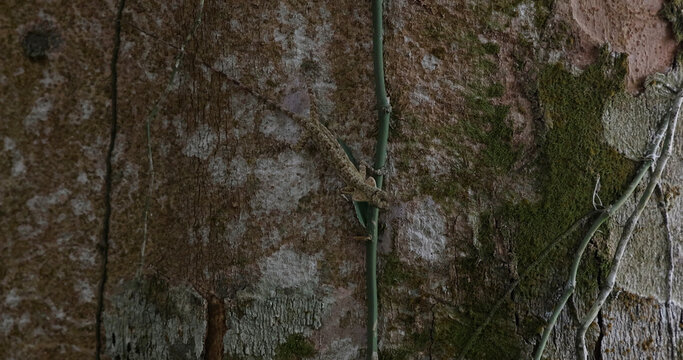 Camouflaged lizard resting on mossy tree bark with vines, Draco species natural wildlife behavior, tropical rainforest environment background, animal camouflage concept, documentary photography.