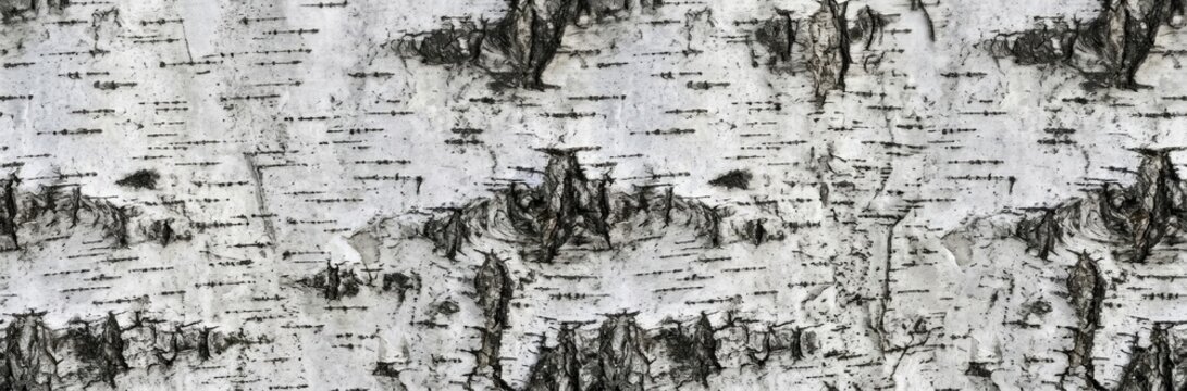 Close-up of White Birch Tree Bark Texture