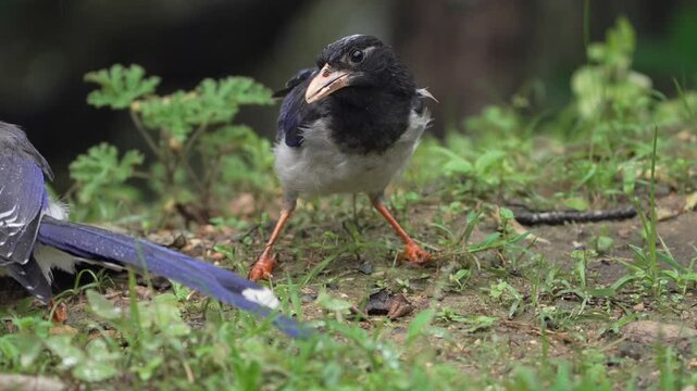 Two Juvenile Red-billed Blue Magpies Foraging on Forest Floor