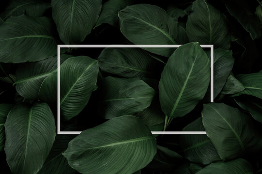 Spathiphyllum cannifolium concept, green abstract texture with white frame, natural background, tropical leaves in Asia and Thailand.	