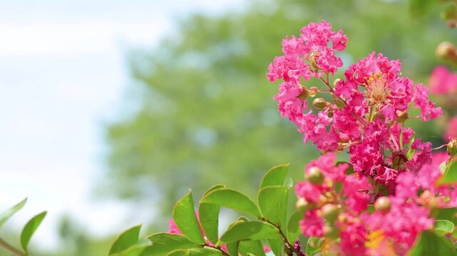 Pink Crape Myrtle Flowers Blooming on Tree in Summer Park