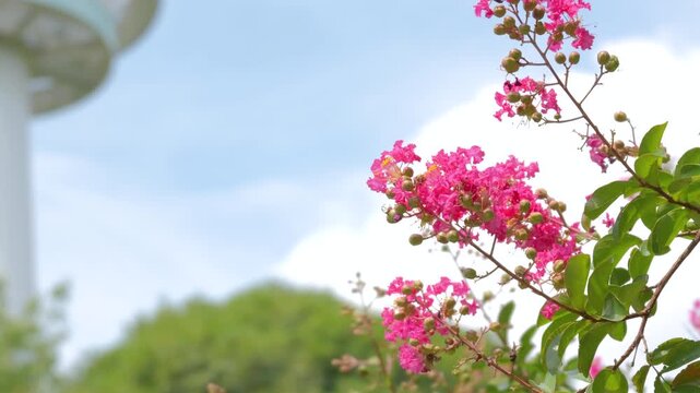 Pink Crepe Myrtle Flowers Blooming in Summer Park