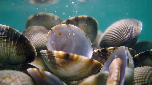 Underwater Clam Colony: A vibrant underwater scene showcases a dense colony of clams, their shells creating intricate patterns as they filter feed in the clear blue ocean.