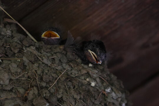 barn swallow
